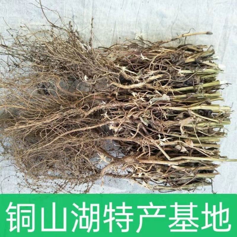 21年滑明森家花生根茎杆梗花生的根农家自产花生棵花生