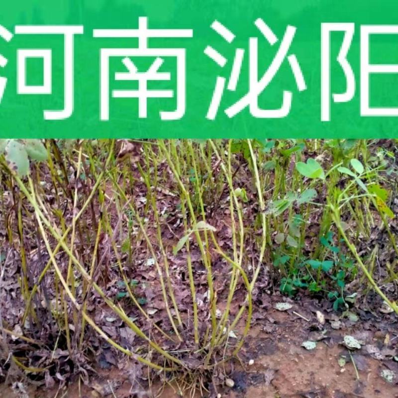 21年滑明森家花生根茎杆梗花生的根农家自产花生棵花生