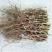 21年滑明森家花生根茎杆梗花生的根农家自产花生棵花生