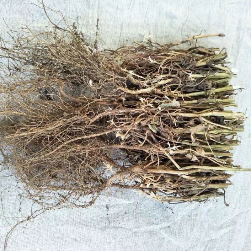 21年滑明森家花生根茎杆梗花生的根农家自产花生棵花生