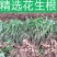 21年滑明森家花生根茎杆梗花生的根农家自产花生棵花生