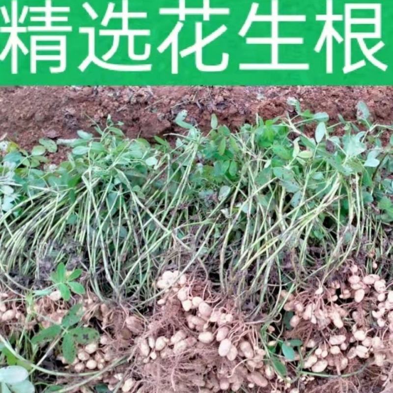 21年滑明森家花生根茎杆梗花生的根农家自产花生棵花生