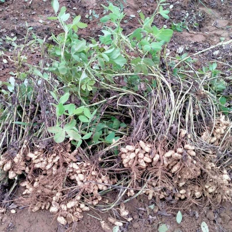 21年滑明森家花生根茎杆梗花生的根农家自产花生棵花生