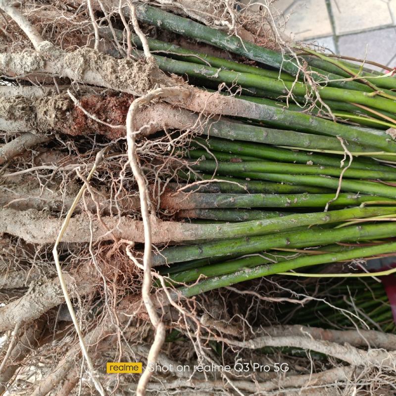 小叶香樟，大叶香樟，香樟容器苗，规格齐全，成活率高，欢迎