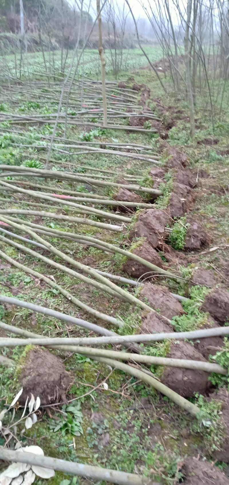 青檀苗木（优质乡土树种）
