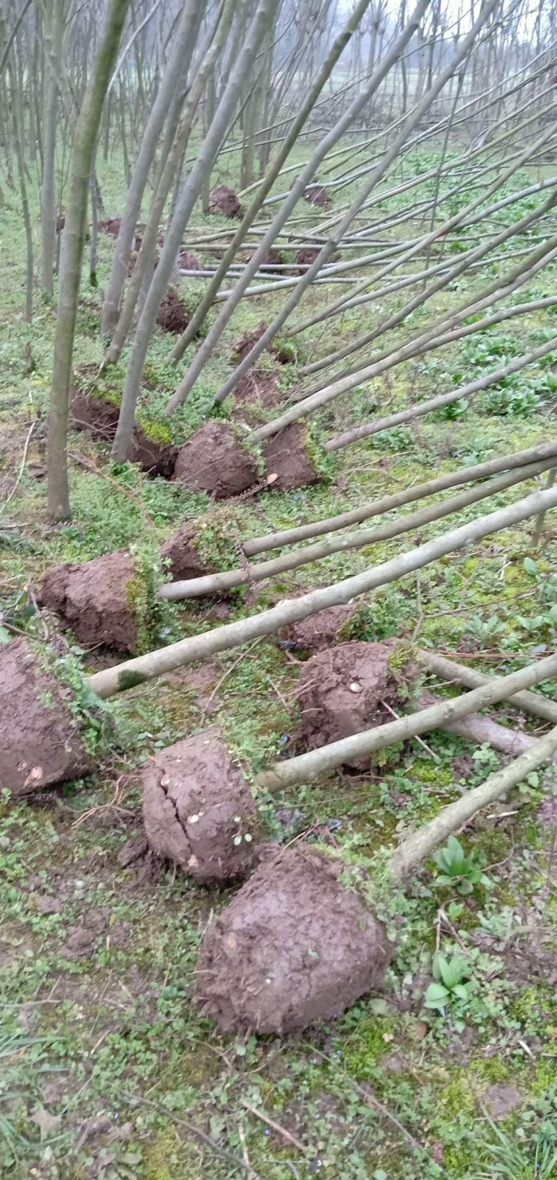 青檀苗木（优质乡土树种）