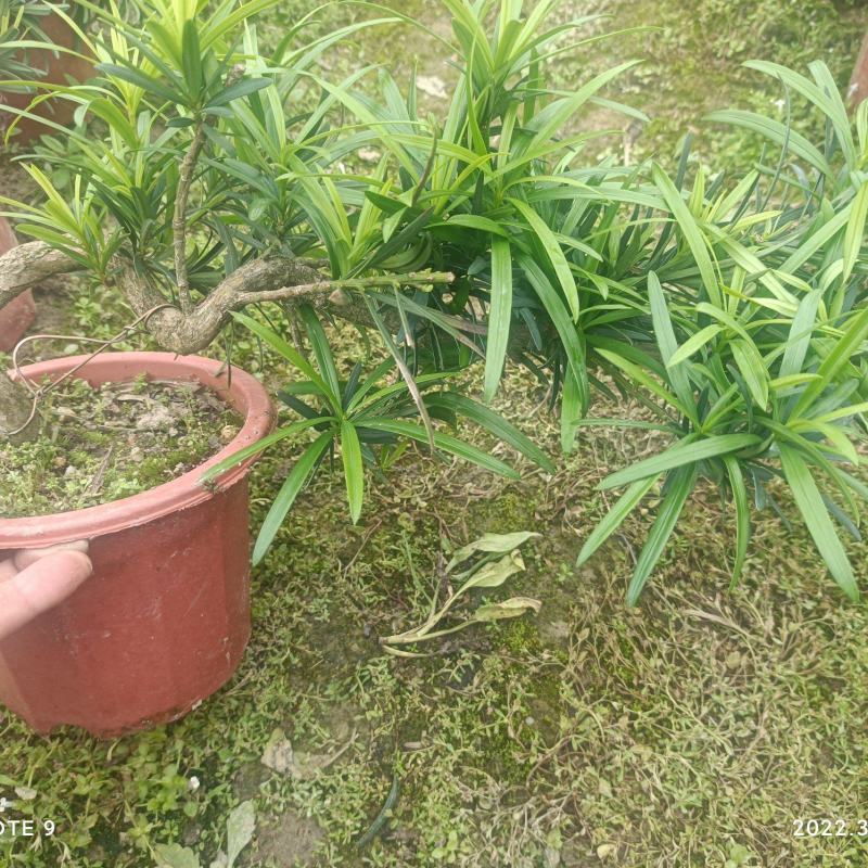 罗汉松悬崖盆景批发各种小盆景