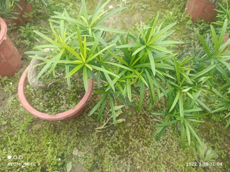 罗汉松悬崖盆景批发各种小盆景