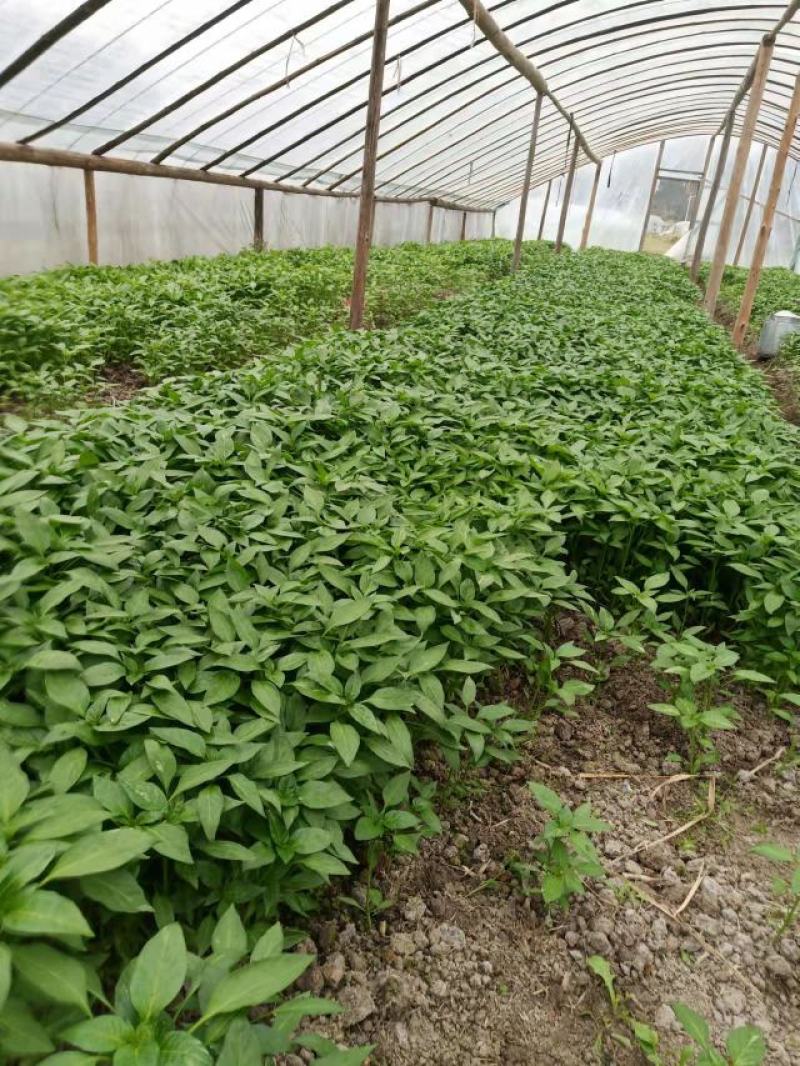 湖南邵阳长线椒苗、牛角椒苗大量出售，基地直销免费技术指导