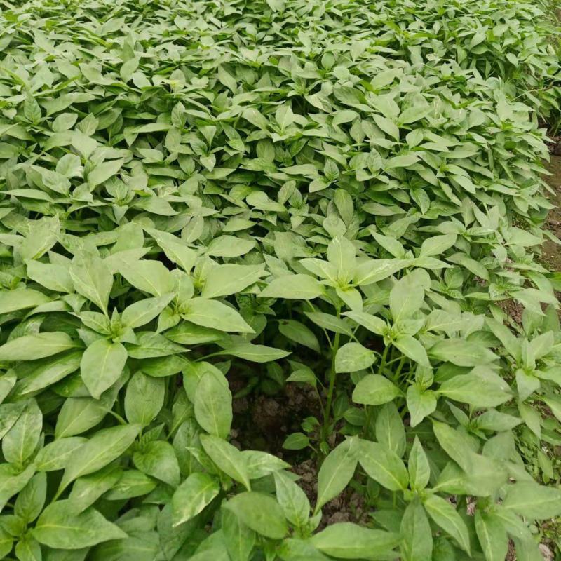 湖南邵阳长线椒苗、牛角椒苗大量出售，基地直销免费技术指导