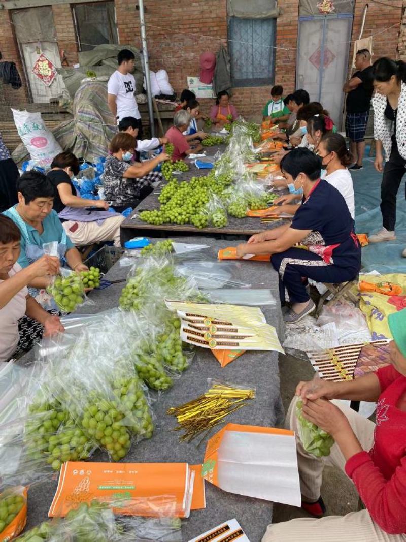阳光玫瑰葡萄产地直发商超电商专业团队实力供货商