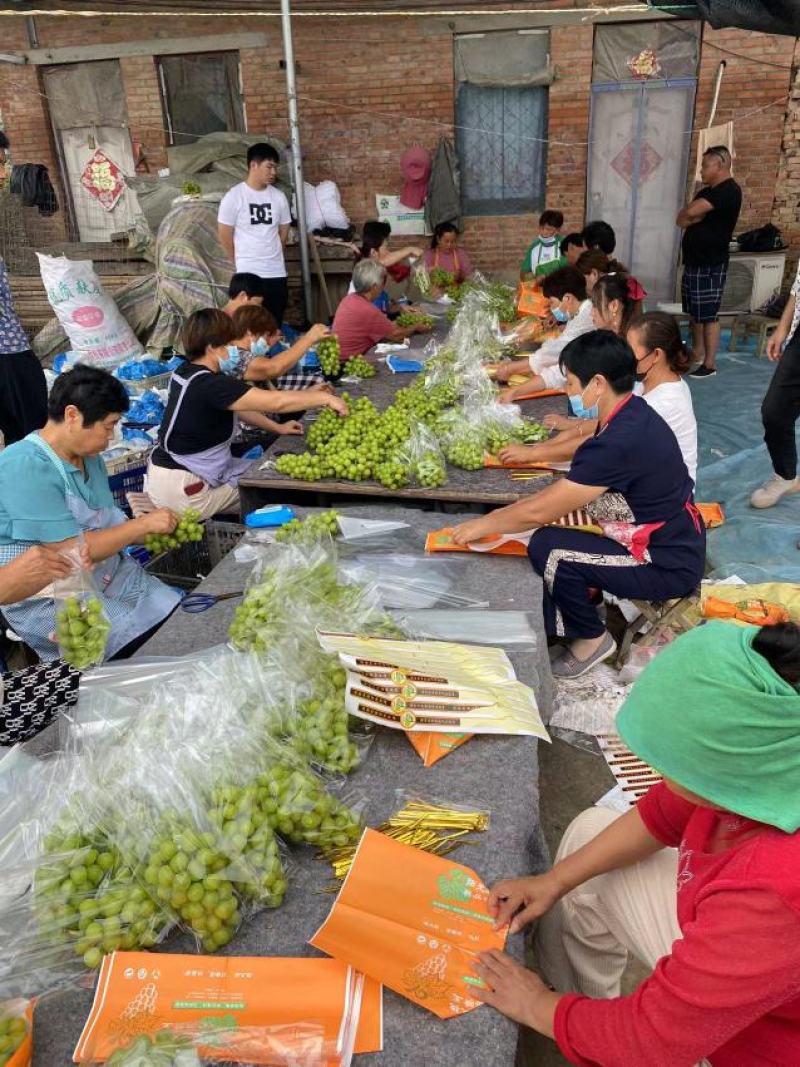 阳光玫瑰葡萄产地直发商超电商专业团队实力供货商