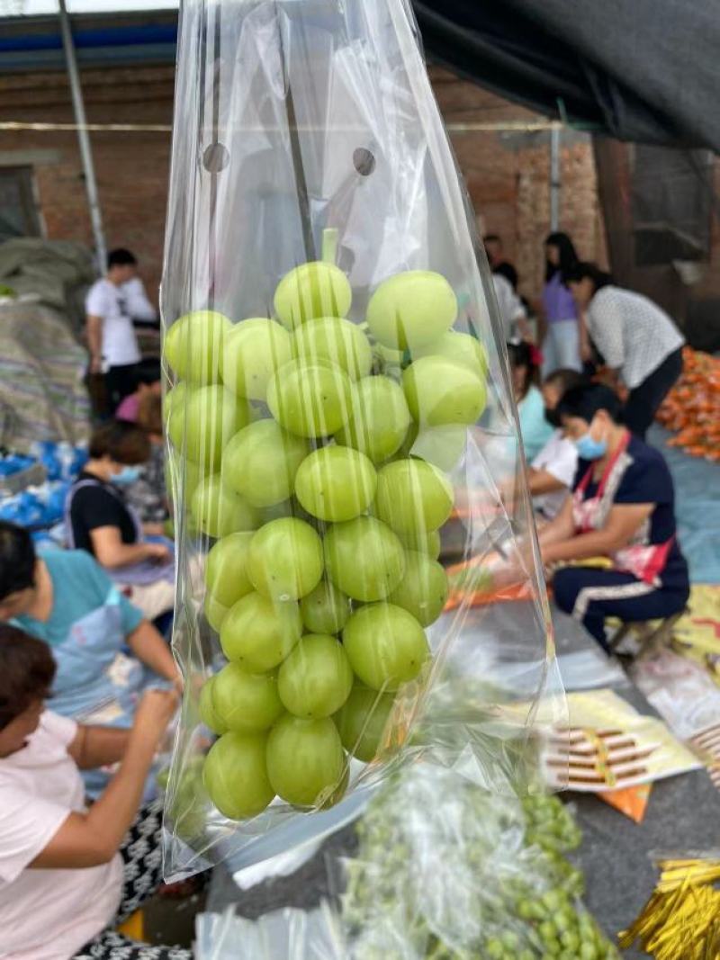 阳光玫瑰葡萄产地直发商超电商专业团队实力供货商