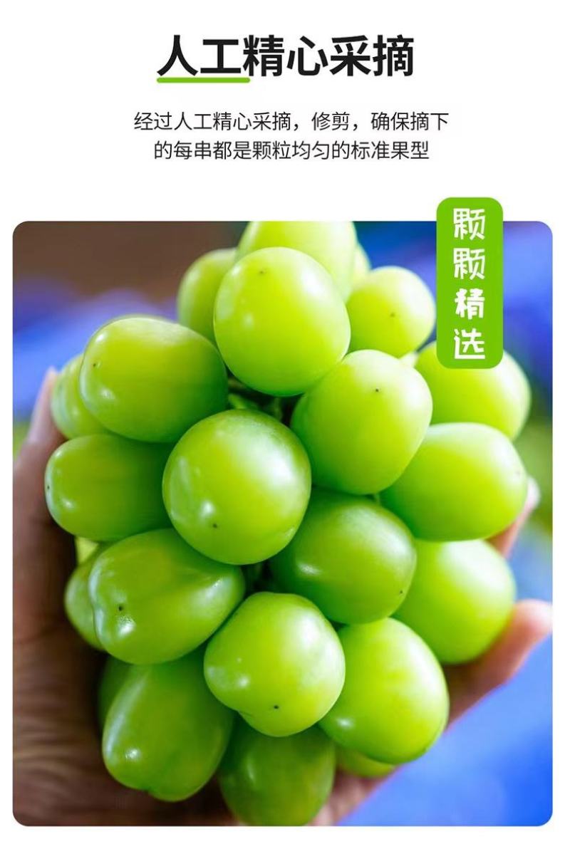 阳光玫瑰葡萄产地直发商超电商专业团队实力供货商