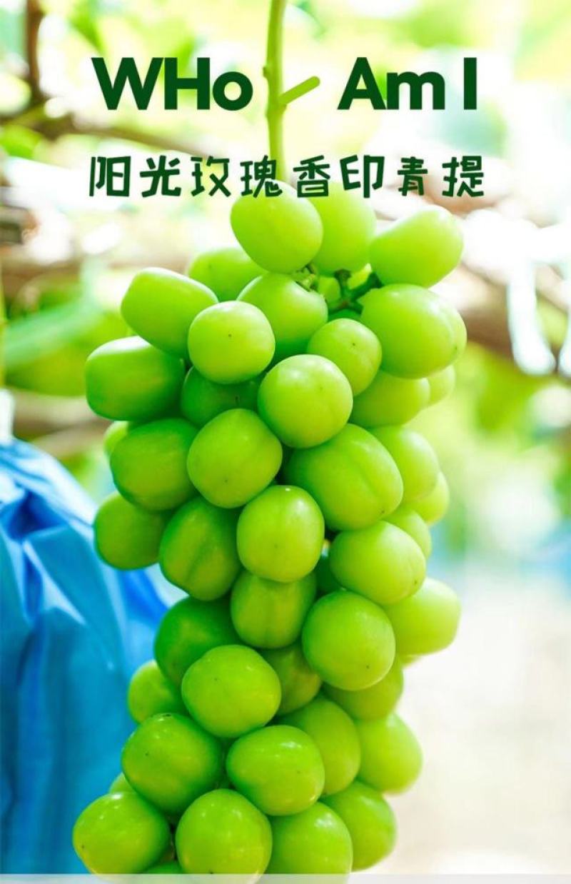阳光玫瑰葡萄产地直发商超电商专业团队实力供货商