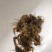 中药材，全蝎子