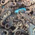 中药材，全蝎子
