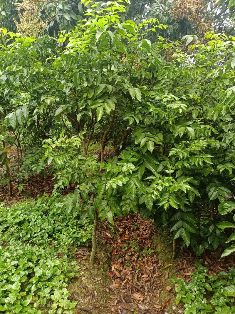 黑金刚，黄皮