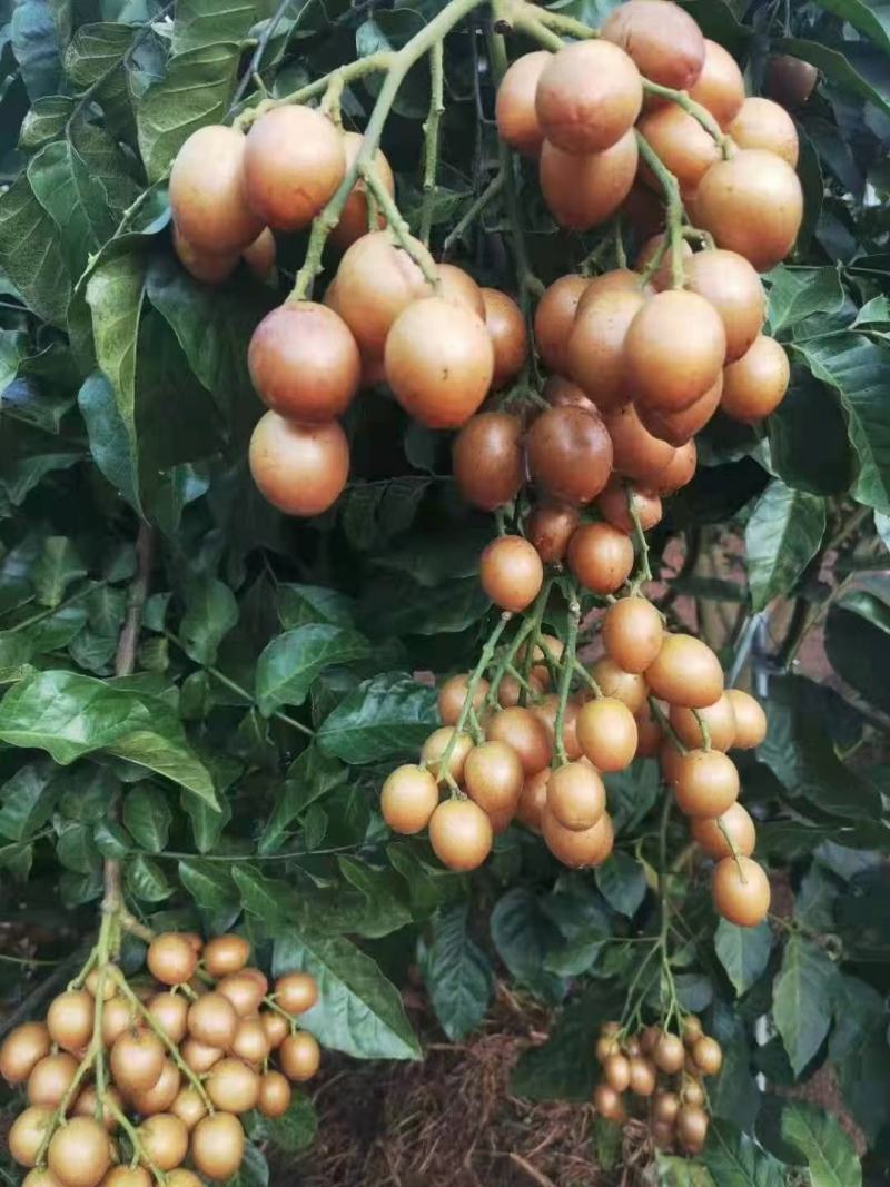 黑金刚，黄皮