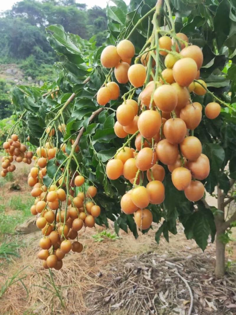 黑金刚，黄皮