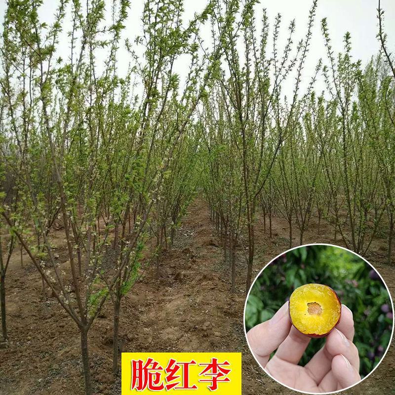 李子树苗嫁接苗蜂糖李三华李子早熟晚熟南北方种植果树苗当年