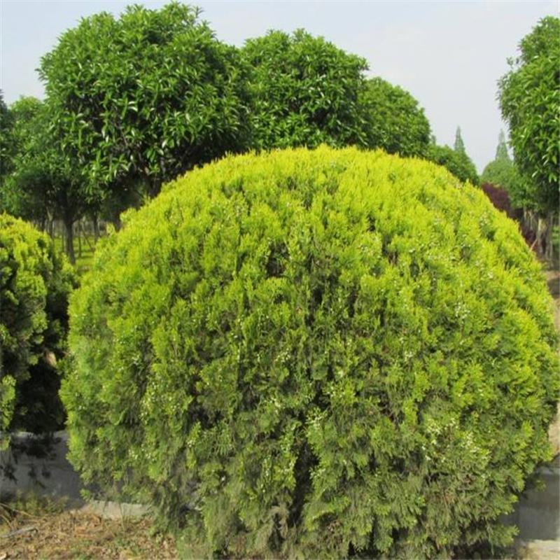 常年出售洒金柏，量大从优，各种绿化，公园，道路