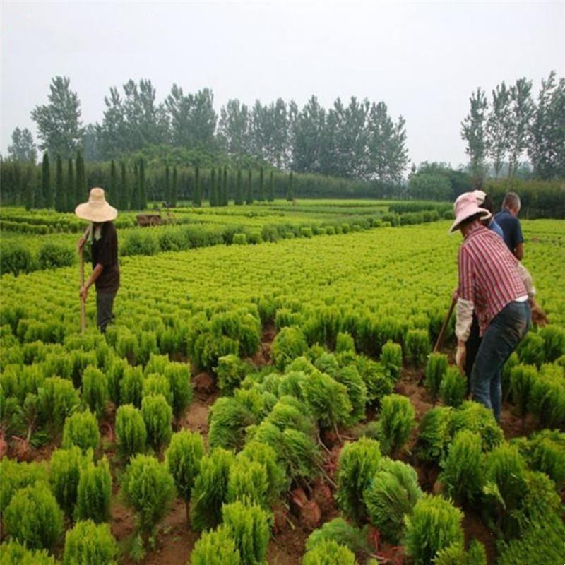 常年出售洒金柏，量大从优，各种绿化，公园，道路