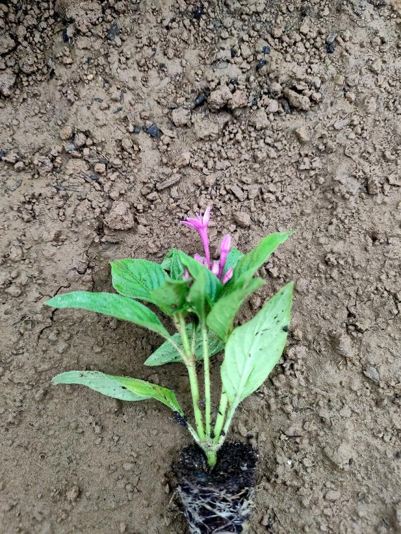 繁星花穴盘苗（红粉紫三色）