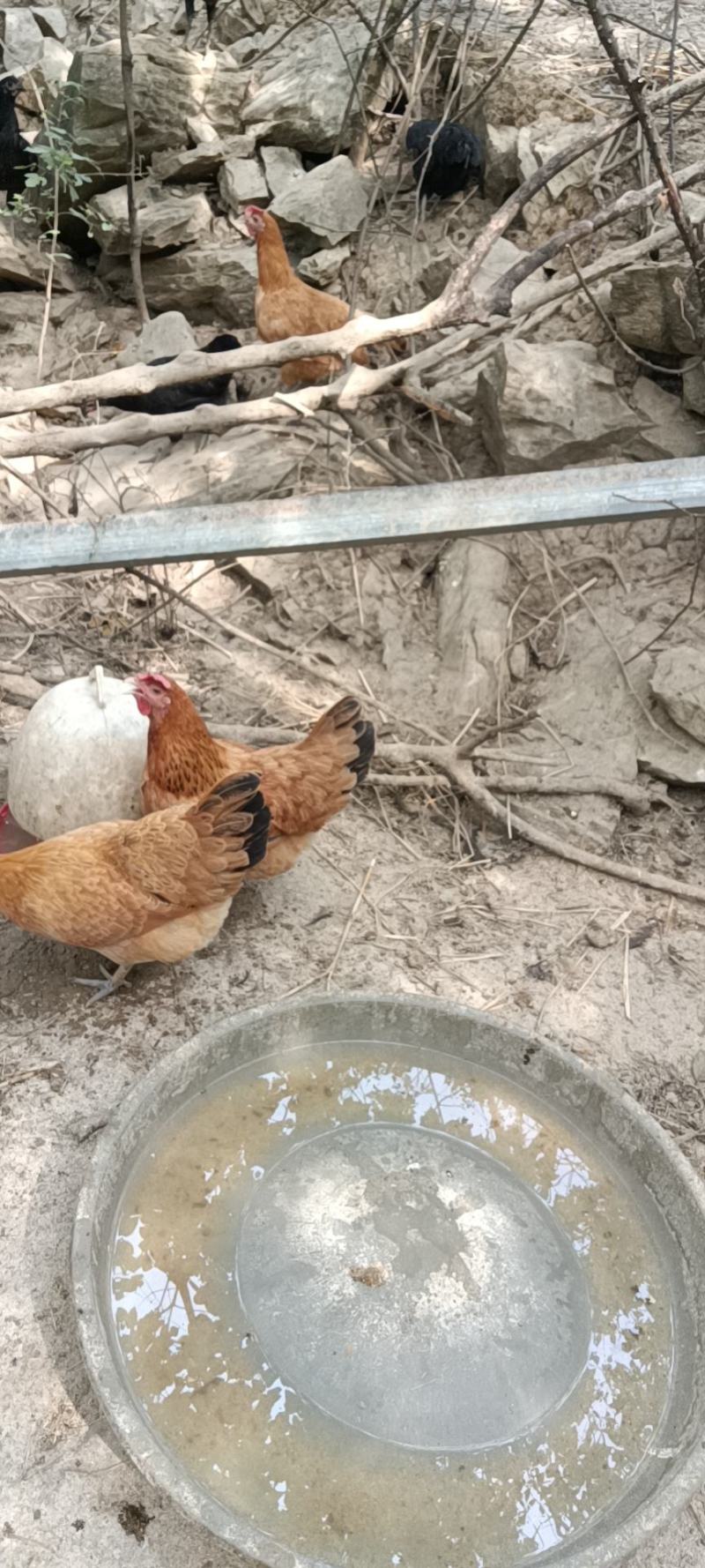 麻羽绿壳蛋鸡苗高产绿壳蛋鸡苗优质鸡苗出厂打好疫苗