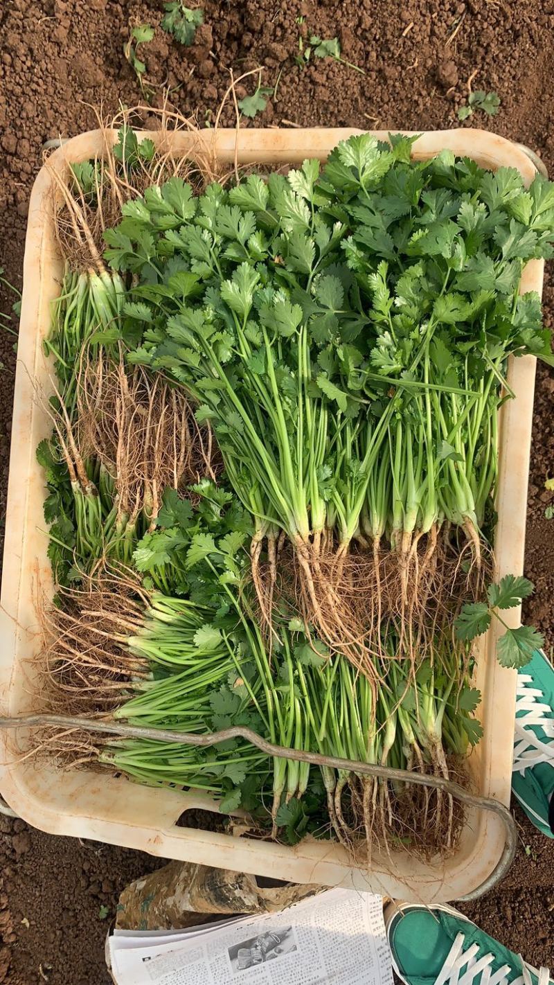 精品香菜