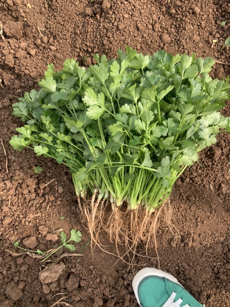 精品香菜