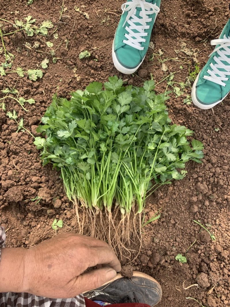 精品香菜