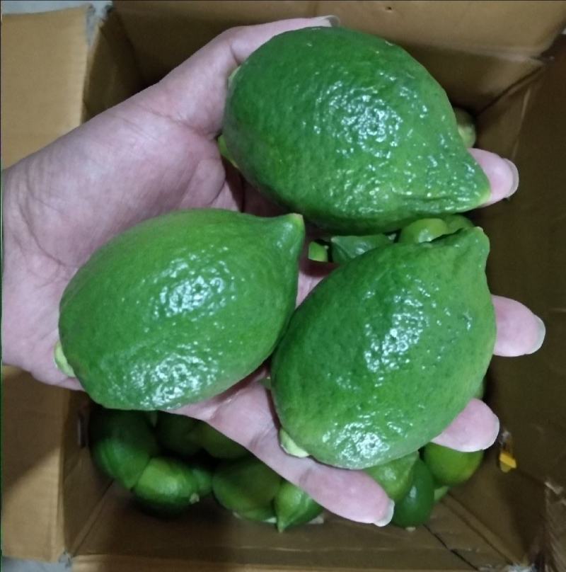 广东无籽香水柠檬产地直发