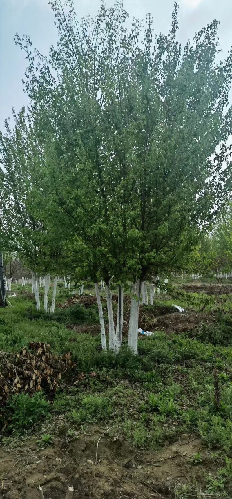 丛生三角枫高度4.5m~9m基地量大【现号现挖】质量一级
