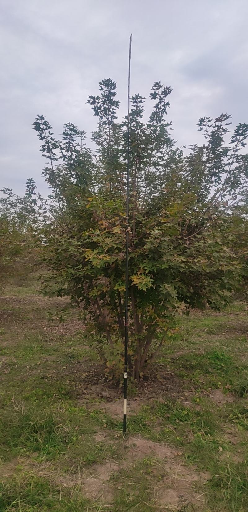 丛生五角枫4.5cm~8cm【现号现挖】基地量大质量保障
