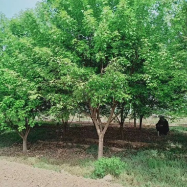 丛生五角枫4.5cm~8cm【现号现挖】基地量大质量保障