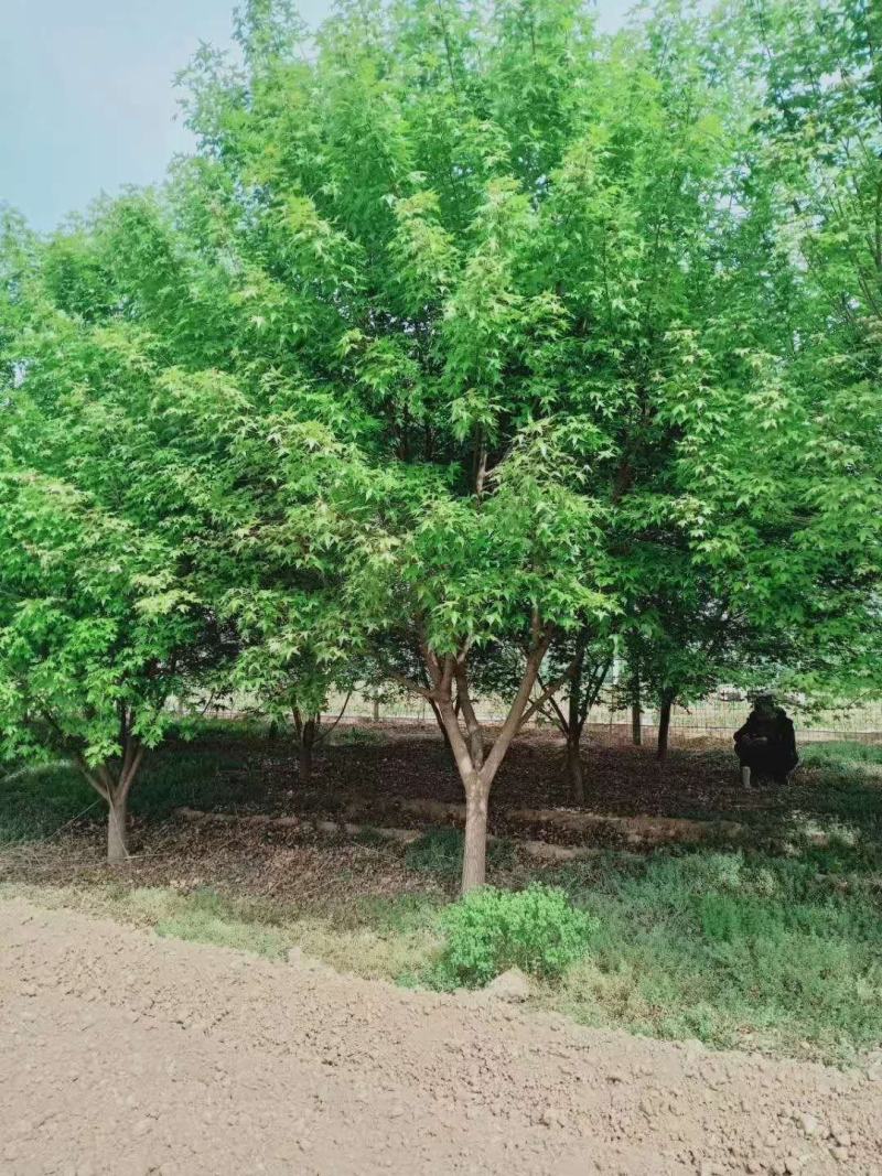 丛生五角枫4.5cm~8cm【现号现挖】基地量大质量保障