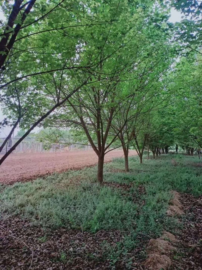 丛生五角枫4.5cm~8cm【现号现挖】基地量大质量保障