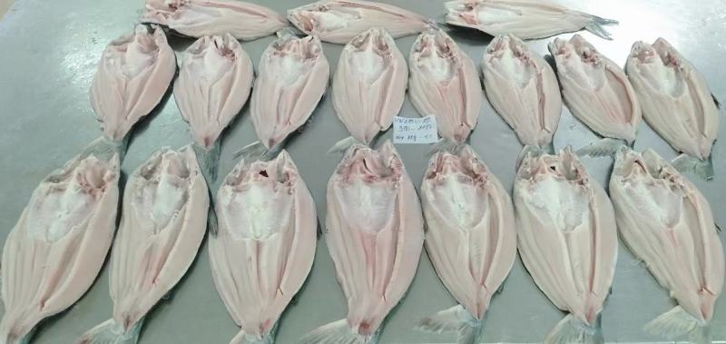 干冰开背巴沙鱼18kg18条