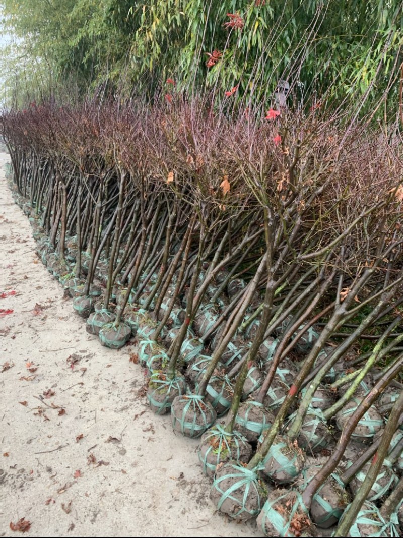 红枫3/4/5公分基地供货价格实惠，质量保证，欢迎电联