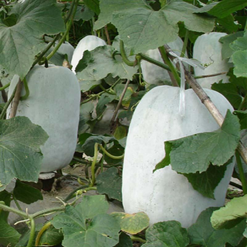银辉大粉皮冬瓜种子春季栽培单果重40-50斤中晚熟耐储藏