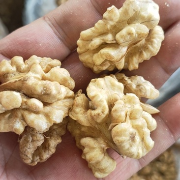 新疆核桃仁大疆供应