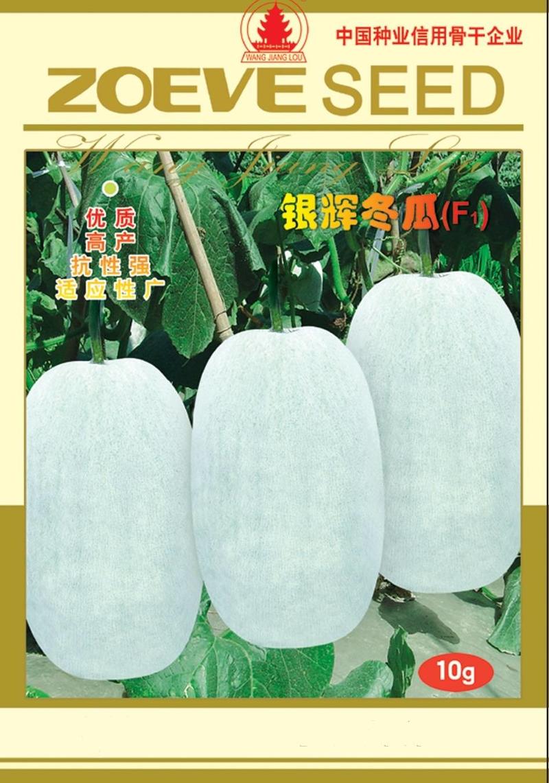 银辉大粉皮冬瓜种子春季栽培单果重40-50斤中晚熟耐储藏