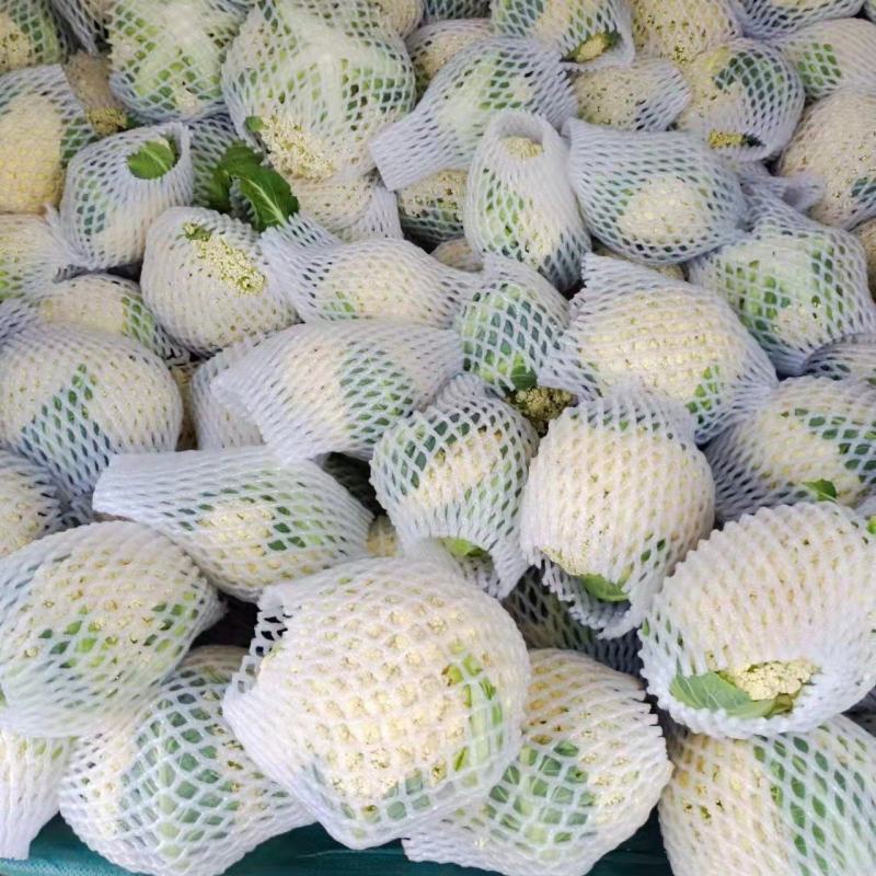 精品云南松花