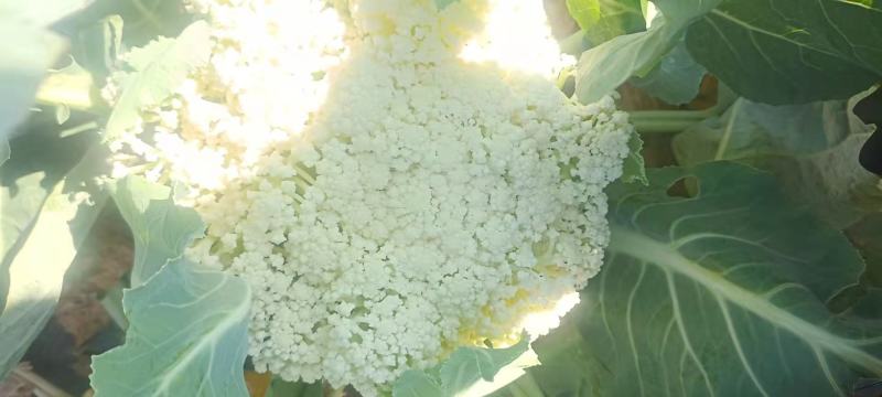 精品云南松花