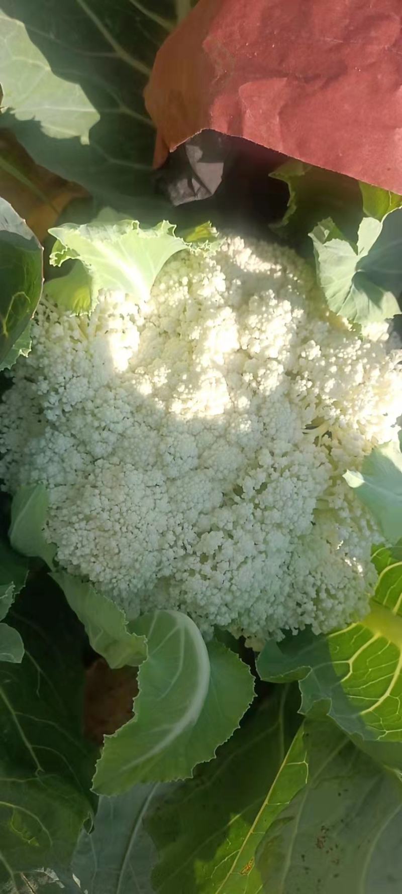 精品云南松花