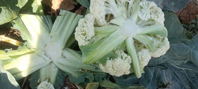 精品云南松花