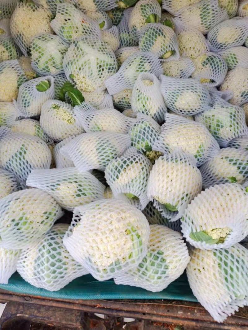 精品云南松花