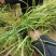 【推荐】曹县基地精品麦冬苗工程绿化用苗全年有苗品质保证