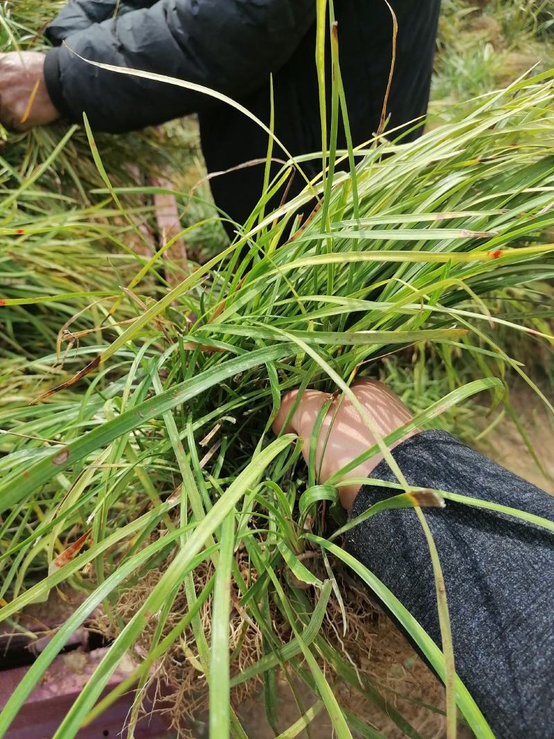 【推荐】曹县基地精品麦冬苗工程绿化用苗全年有苗品质保证